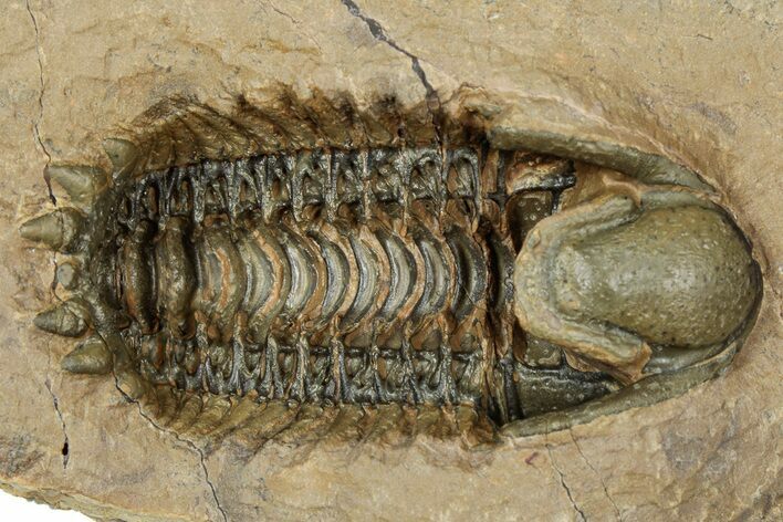 Colorful Crotalocephalina Trilobite - Ventral Presentation #334883